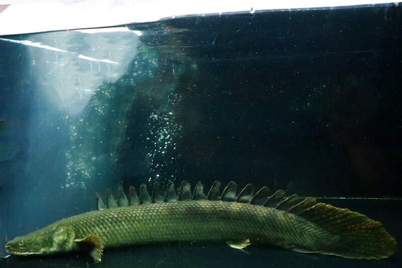ポリプテルスビキールビキール美　約45cm【熱帯魚・生体・古代魚】