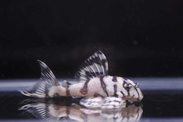 GENTOKUブリード　約5.5ｃｍ【熱帯魚・生体・プレコ】 14,850円