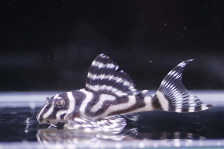 オマケ俺一×ver.3×(俺一×ver.3）　約6.3ｃｍ【熱帯魚・生体・プレコ】