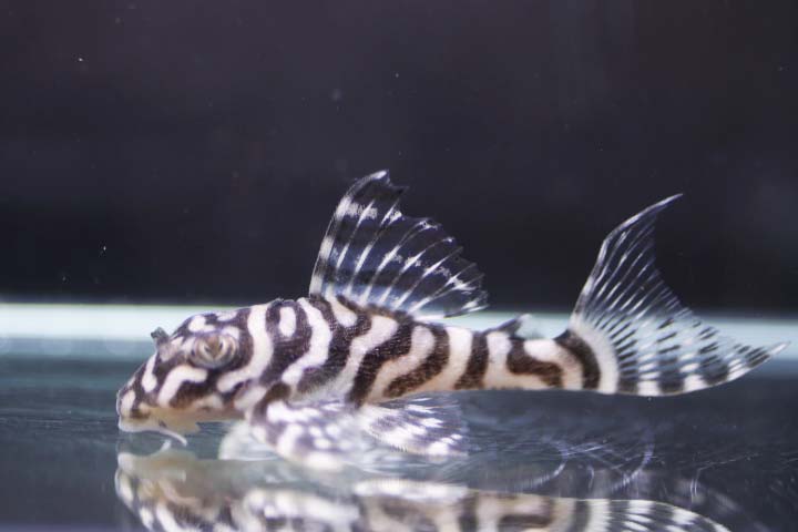 国産ヒパンキストルス　N3&times;N3　 約5ｃｍ【熱帯魚・生体・プレコ】｜熱帯魚のmishima 店