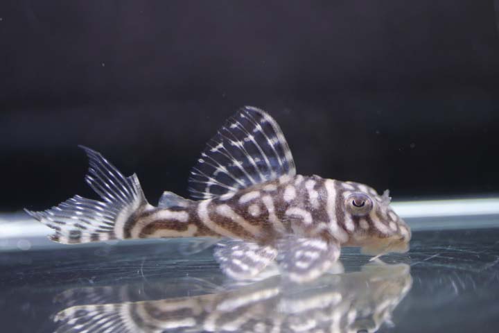 国産ヒパンキストルス　N3×N3　 約5ｃｍ【熱帯魚・生体・プレコ】