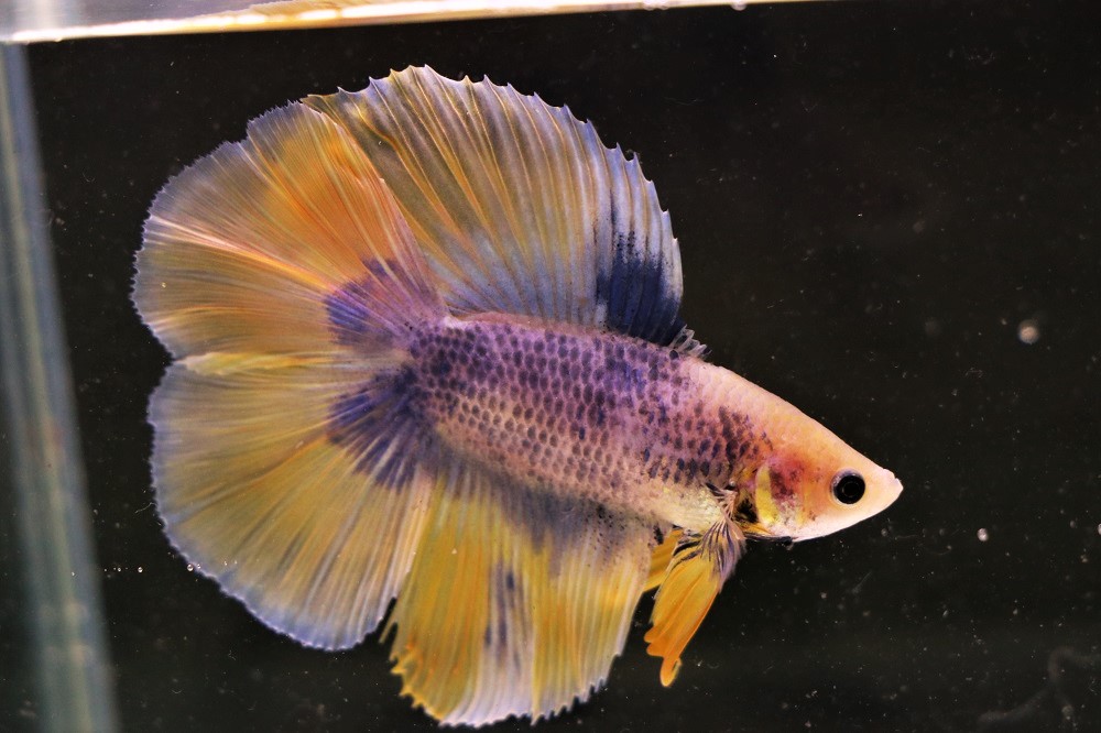 熱帯魚 生体 ベタ Male Sign ハーフフルムーン 約4 Anka 観賞魚 Indiansecurityforceisf In