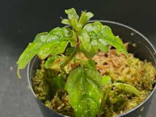 楽天市場】【送料無料】【現品】トリスリナックス カンペストリス