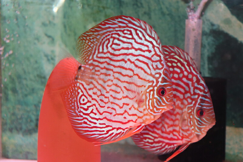ドイツロートターキスPR 約13cm（熱帯魚ディスカス生体淡水魚） 44,880円
