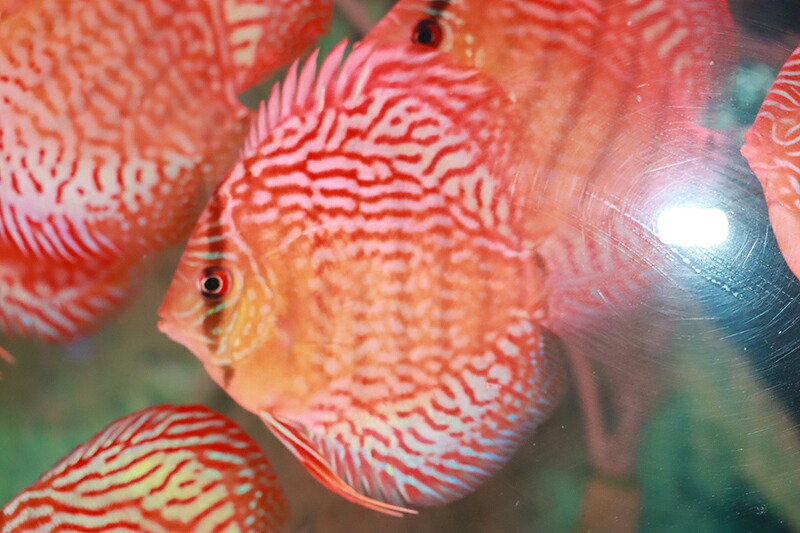 ドイツロートターキスWILDクロス 約12cm（熱帯魚ディスカス生体淡水魚）