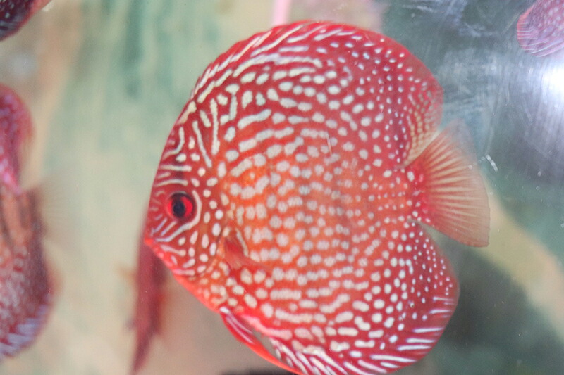 ジャーマンロートパール 約12cm（熱帯魚ディスカス生体淡水魚）