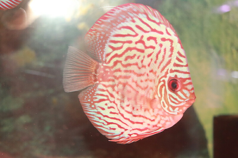 レッドターコイス 約11cm（熱帯魚ディスカス生体淡水魚）