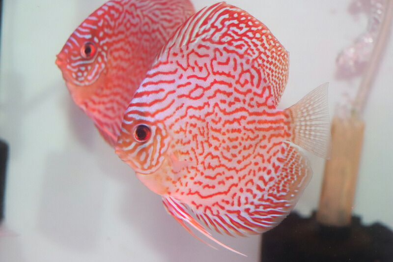 レッドダイヤモンド 約10cm(熱帯魚ディスカス生体淡水魚）