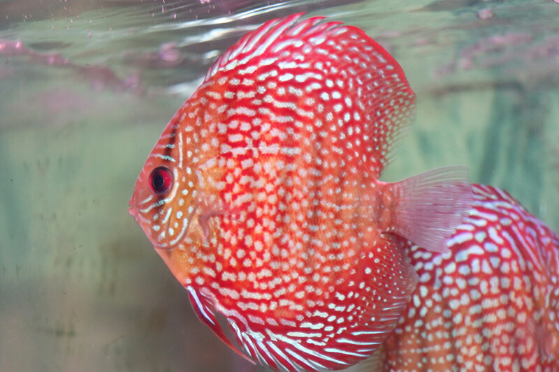 ジャーマンレッドパール 約12-13cm(熱帯魚ディスカス生体淡水魚)