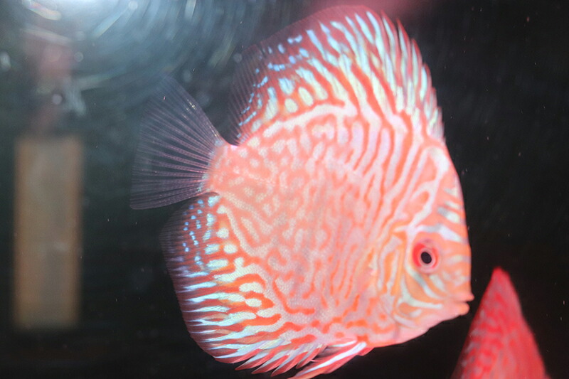 ホワイトタイガー 約7cm(熱帯魚ディスカス生体淡水魚）