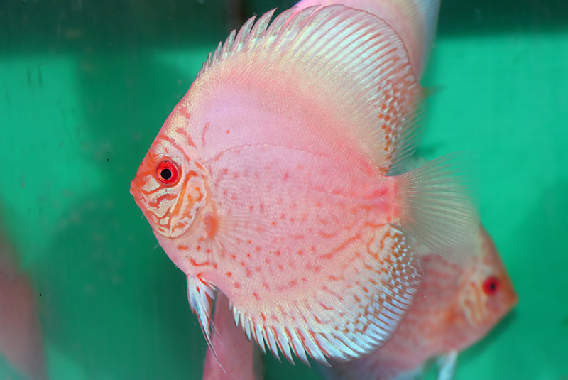 熱帯魚 ジャーマンレッドターコイズ ディスカス Ｓサイズ ３匹 北海道航空便要保温 沖縄別途送料 サービス