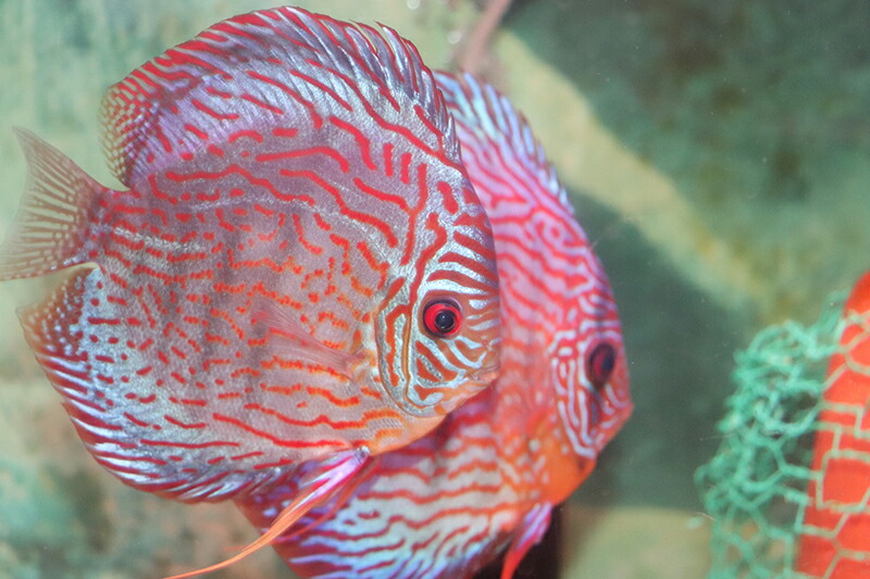 ロイヤルレオパードPR 約13-14cm(熱帯魚ディスカス生体淡水魚）