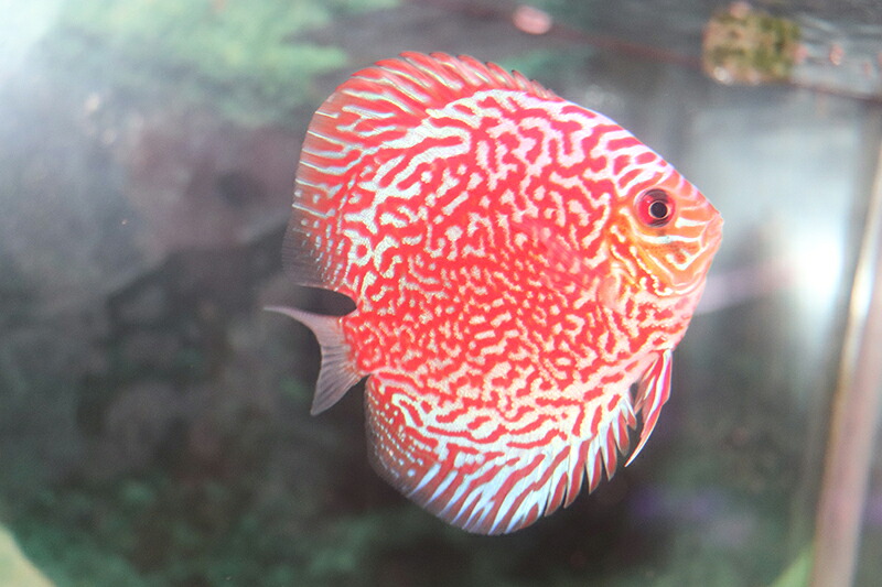 ギャラクシーレッドモザイク 約10cm(熱帯魚ディスカス生体淡水魚）