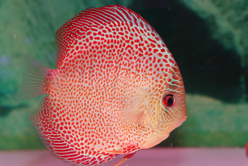 送料金箱詰め料無料 サクラレオパードスネーク ほぼ12 13cm 熱帯魚ディスカス四つ脚淡水魚 Loadedcafe Com