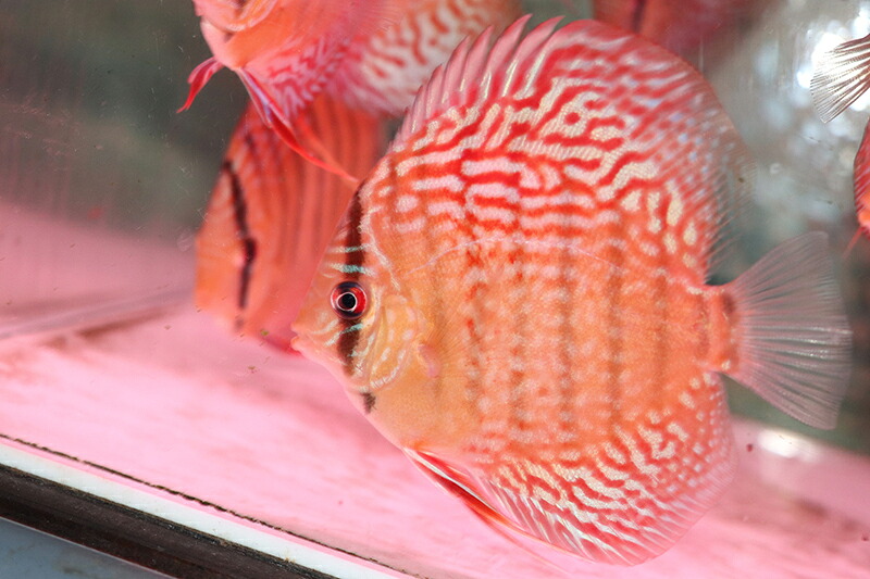WILDリオプルス×ロートターキス 約11-12cm(熱帯魚ディスカス生体淡水魚）