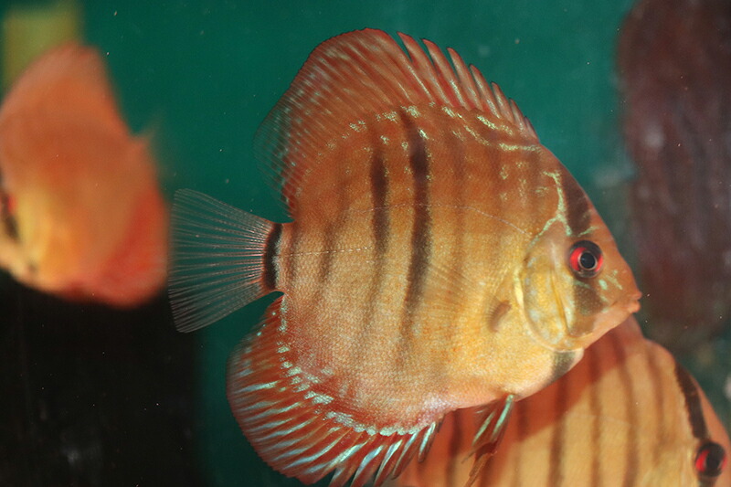 オリジナルクリペアヘッケルクロス 約7cm（熱帯魚ディスカス生体淡水魚）