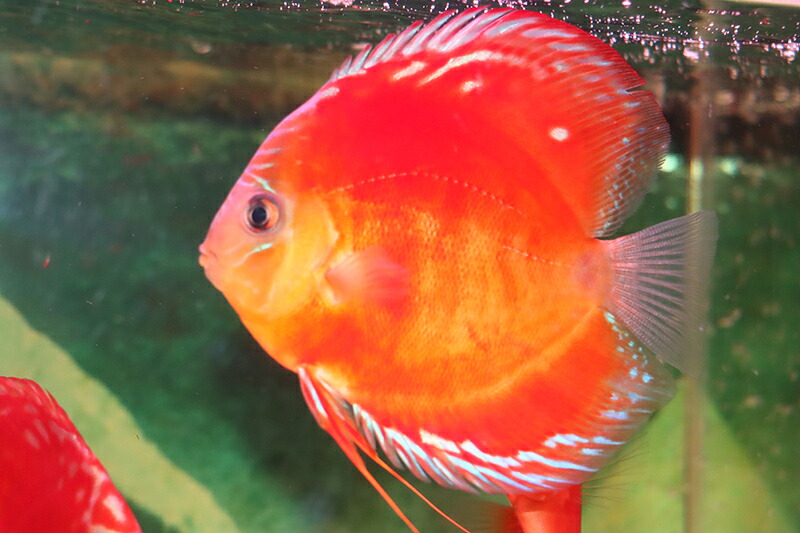 クリペアレッド 約15cm（熱帯魚ディスカス生体淡水魚）