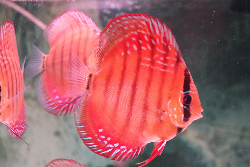 楽天市場】クリペアソリッドレッド 約12cm(熱帯魚ディスカス生体淡水魚 