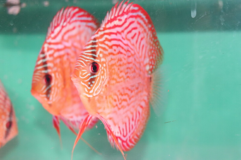 WILDジャタブロイヤルF1 約12-14cm（熱帯魚ディスカス生体淡水魚）｜熱帯魚のmishima 店