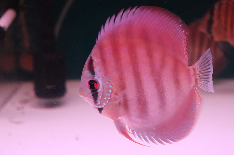 クリペアクロス 約10cm（熱帯魚ディスカス生体淡水魚）