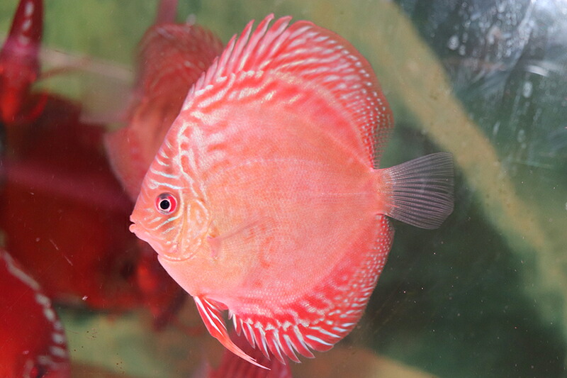 クリペアクロス 約11-12cm（熱帯魚ディスカス生体淡水魚）