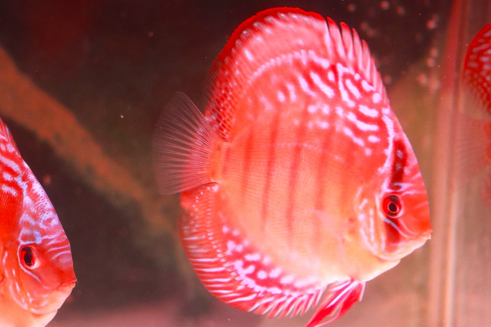 楽天市場】クリペアソリッドレッド 約12cm(熱帯魚ディスカス生体淡水魚 