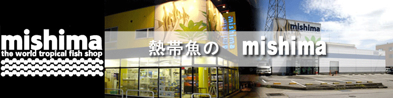 熱帯魚のmishima 楽天市場店：ディスカス・フラワーホーンなどの熱帯魚とアクリル水槽の通販サイトです！