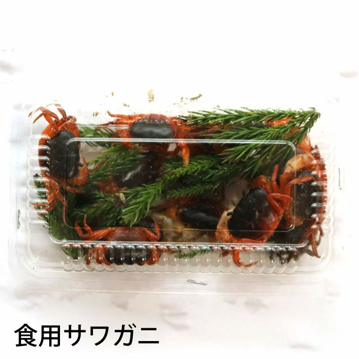 【楽天市場】活き サワガニ 食用 1パック（約15匹入り）さわがに 沢蟹 生きている（冷蔵便）：三丁目横丁-本店