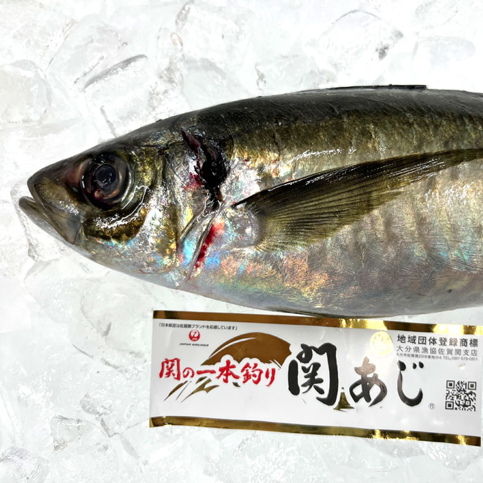 【楽天市場】関アジ 関の一本釣り 刺身 関あじ (冷蔵便)鯵:三丁目横丁-本店