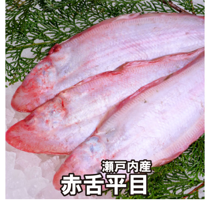 【楽天市場】赤舌平目 (冷蔵便)瀬戸内もしくは国産 あかした ひらめ アカシタビラメ ヒラメ れんちょうかれい レンチョウカレイ白身 揚げ物 ムニエル 煮付け 高級食材 鮮魚 フレンチ フランス料理:三丁目横丁-本店