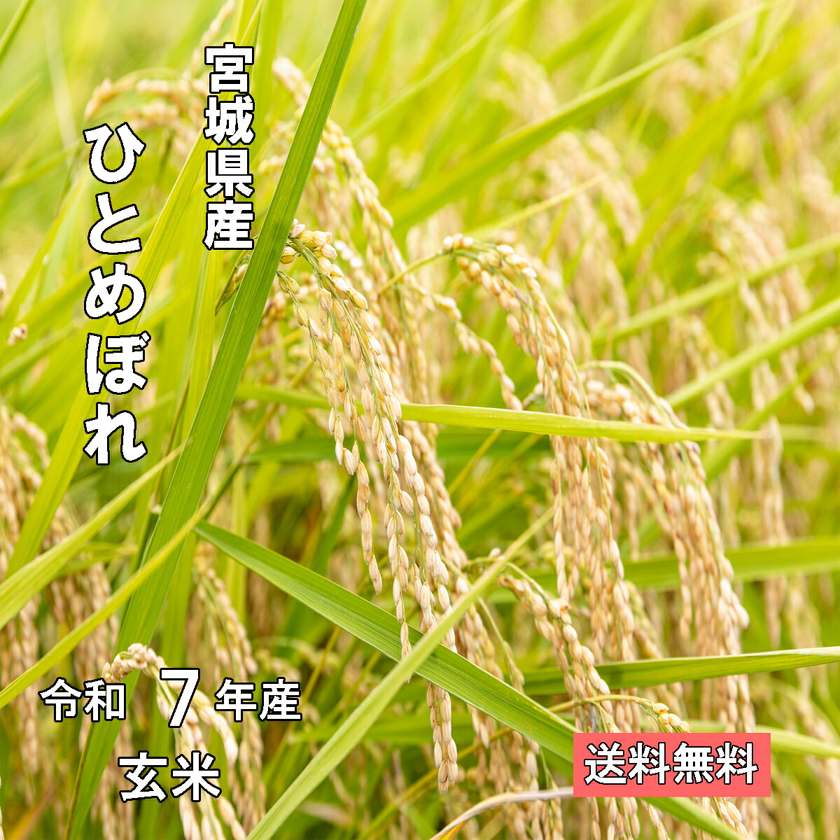 【厳選米】令和7年宮城県産環境保全米ひとめぼれ 玄米【調整済　玄米食・家庭用精米に】【送料無料】｜みちのくお米本舗