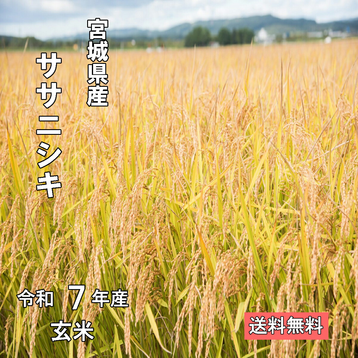 【厳選米！玄米】令和7年 宮城県産 ササニシキ 玄米 【調整済　玄米食・家庭用精米に】【送料無料】
