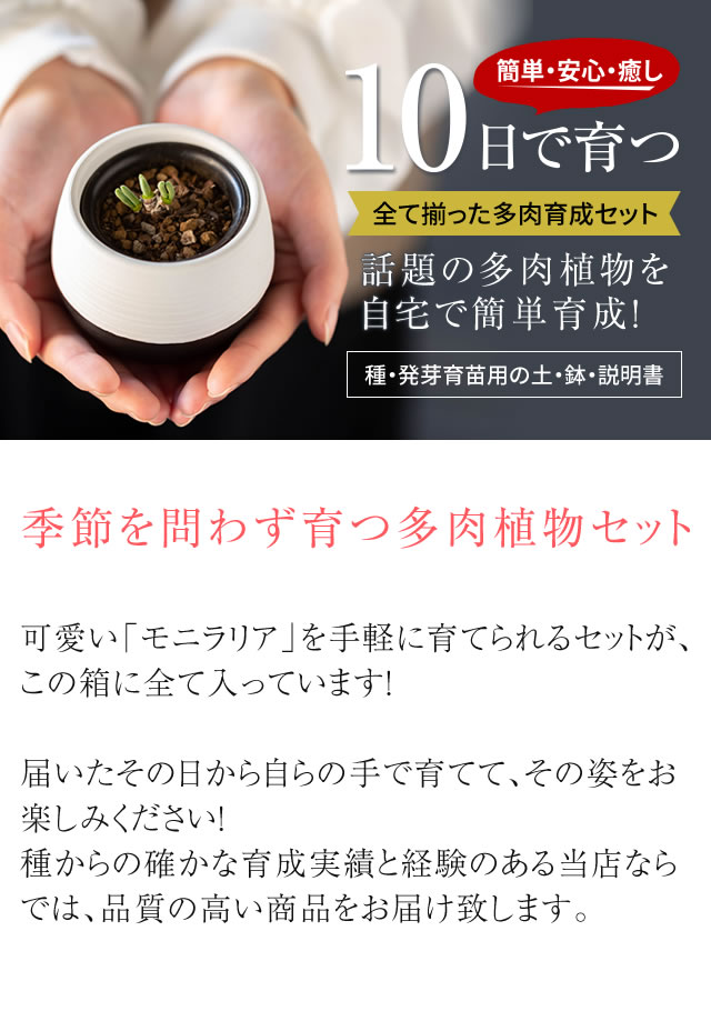 楽天市場 多肉植物 送料無料 うさ耳 モニラリア 栽培セット Vol 2 種個増量版 プレゼント 贈答 簡単育成 うさぎ ラビット 種 かわいい 観葉植物 サボテン 多肉 土 栽培キット ギフト 母の日 みつき屋