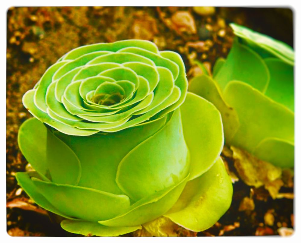 楽天市場 ドドランタリスの種 10粒 育て方の説明書付き 多肉植物 多肉 観葉植物 Succulents Cactus バラ 花びら サボテン 緑のバラ 夏型 エケベリア みつき屋