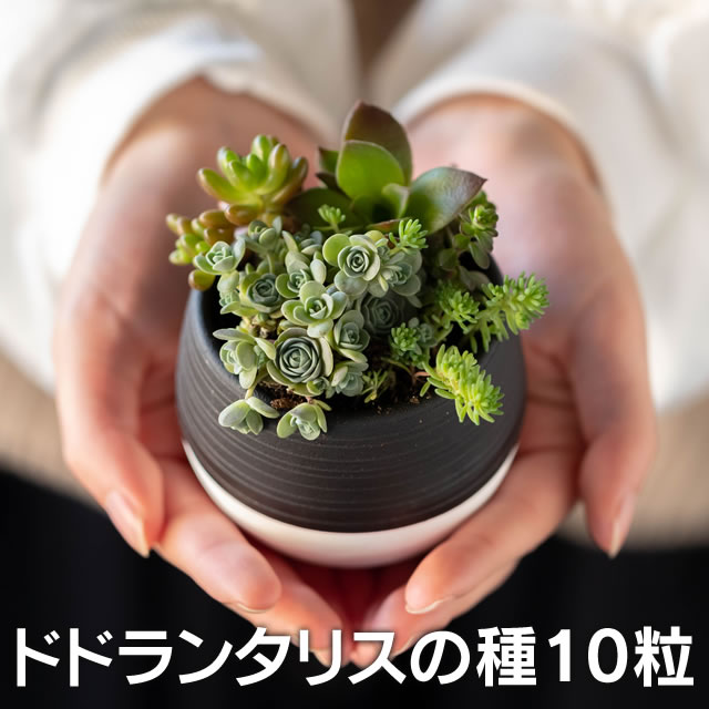 楽天市場 眠り布袋の種 5粒 育て方の説明書付き 多肉植物 多肉 観葉植物 Succulents Cactus サボテン 夏型 実生 みつき屋