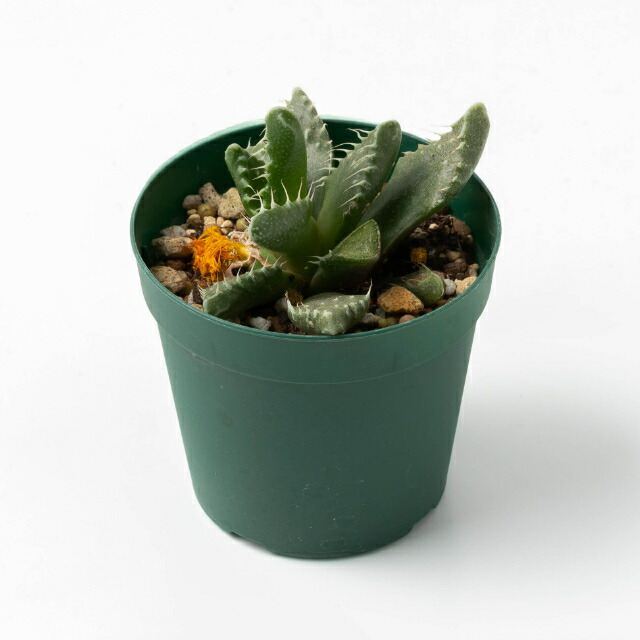 楽天市場 植物界のエイリアン フォーカリア の種 10粒 簡易説明書付き 多肉植物 多肉 観葉植物 Succulents Cactus サボテン みつき屋