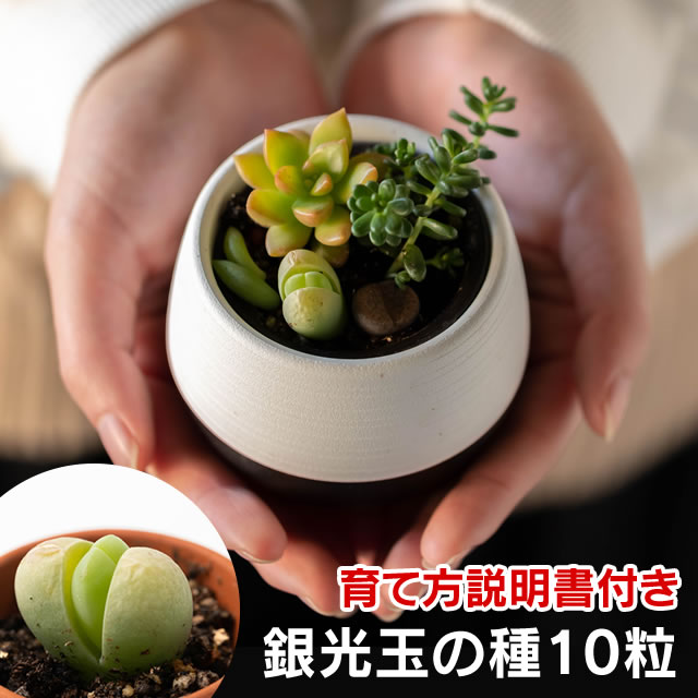 楽天市場 ドドランタリスの種 10粒 育て方の説明書付き 多肉植物 多肉 観葉植物 Succulents Cactus バラ 花びら サボテン 緑のバラ 夏型 エケベリア みつき屋