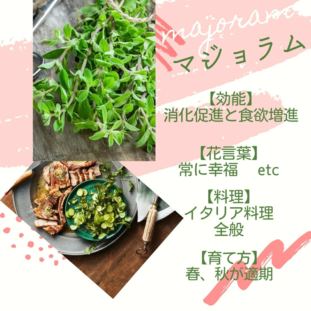 市場 しあわせハーブ スイートマジョラム セージ 選べる種子3点セットvol 1 タイム パセリ カモミール オレガノ