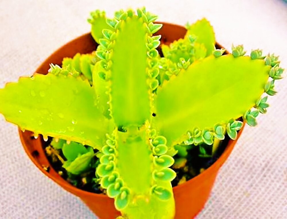楽天市場 マザーリーフの種 10粒 育て方の説明書付き 多肉植物 多肉 観葉植物 Succulents Cactus サボテン みつき屋