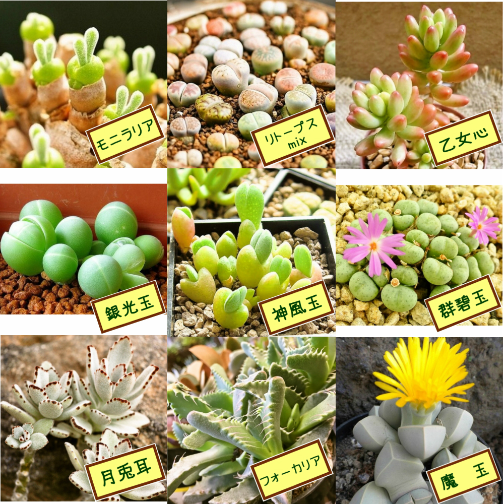 楽天市場 火星人の種 5粒 育て方の説明書付き 多肉植物 多肉 観葉植物 Succulents Cactus サボテン みつき屋
