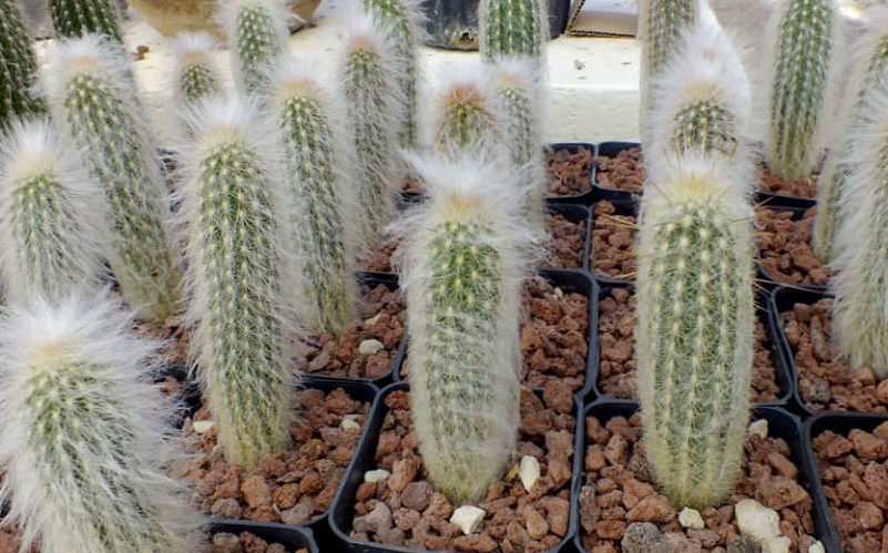 楽天市場】植物界のエイリアン ”フォーカリア”の種 10粒 +簡易