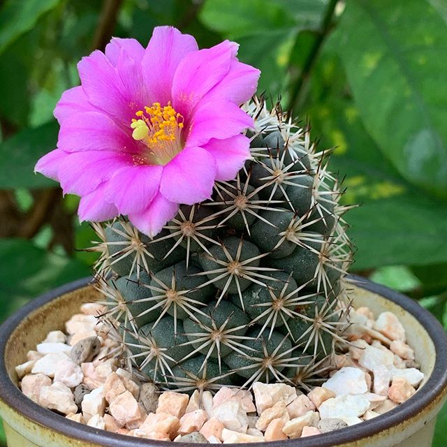 金鯱種子10000粒+α 種子20粒・50粒・100粒 キンシャチ(金鯱