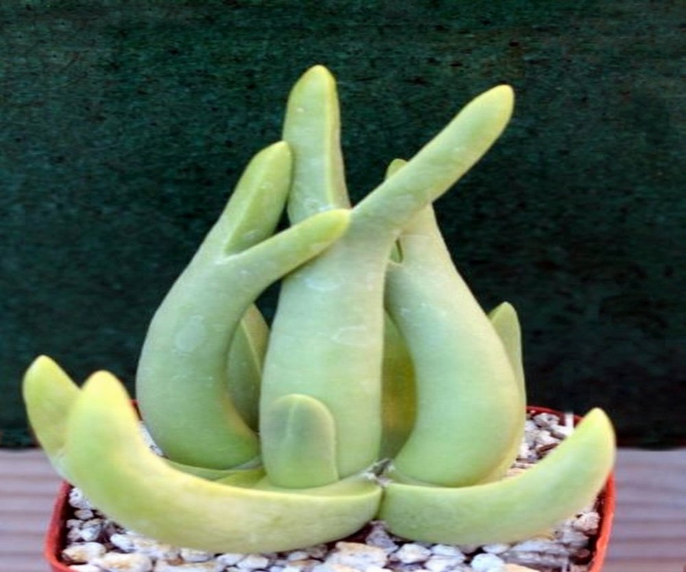 楽天市場】金鯱の種 10粒 +育て方の説明書付き 【多肉植物