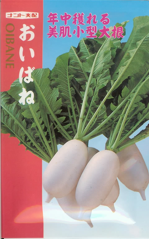 清白種【 おい発条 】小袋 （作りだす用 内果皮 だいこん 大根役者 ミニ大根役者 ナント）