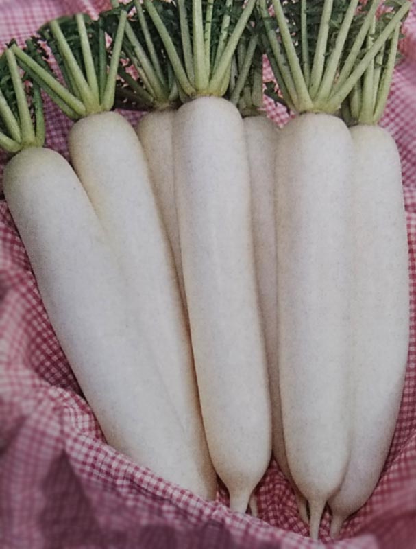 ダイコン種 健白 2dl 栽培用 種子 大根 だいこん 生産者向け 春まき適応性のある白首総太り Bixahuman Com