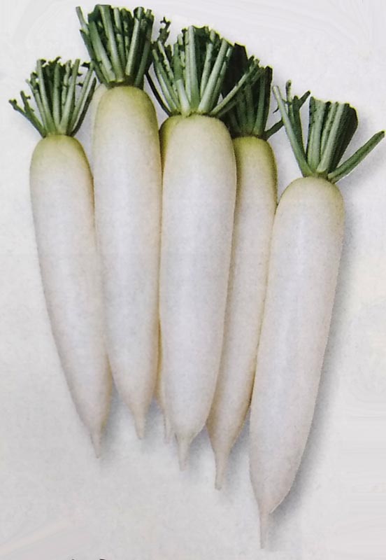 楽天市場】ダイコン種【 夏蒔みのわせ 】2dL （栽培用 種子 だいこん