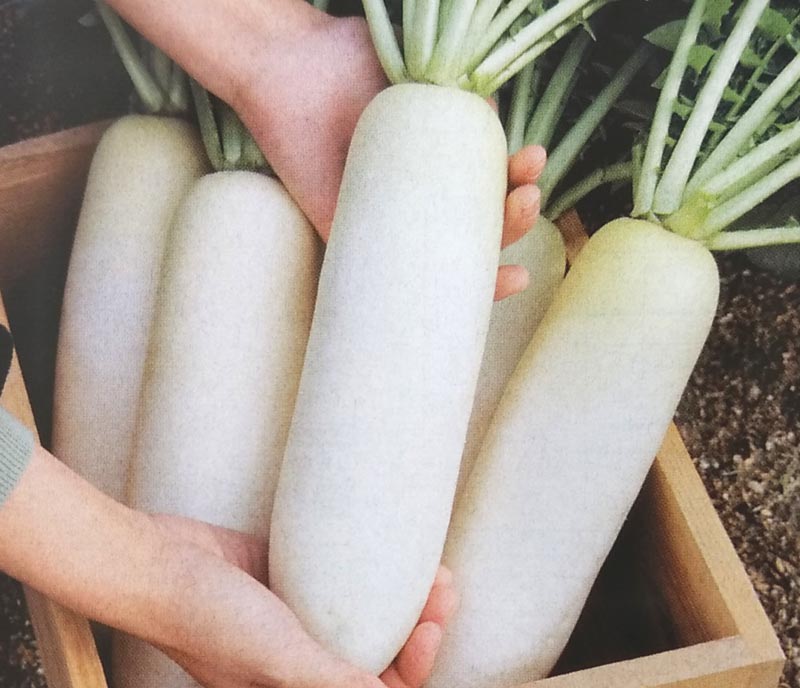 ダイコン種 三太郎 2dl 栽培用 種子 大根 だいこん 生産者向け 煮物にバツグン プランターでも作れる短形品種です 調理の Centralagrigroup Com Au