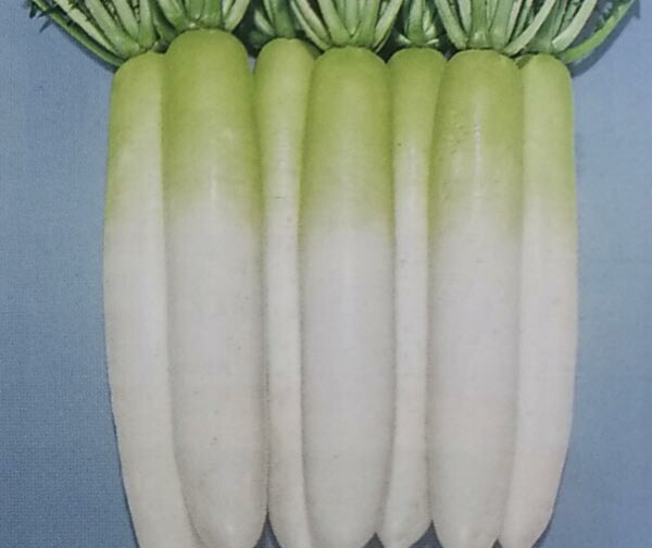 楽天市場】ダイコン種【 夏蒔みのわせ 】2dL （栽培用 種子 だいこん