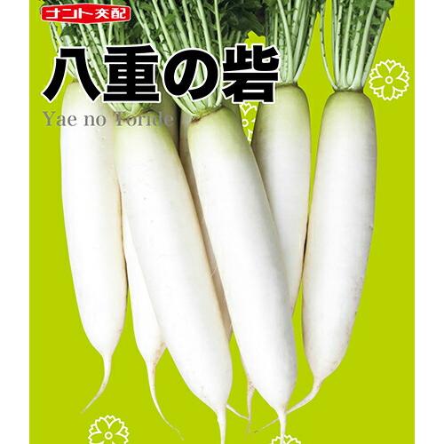 〈1000粒・8000粒〉ダイコン種【 八重の砦 】ナント種苗|みつのぶ × Flower Trail