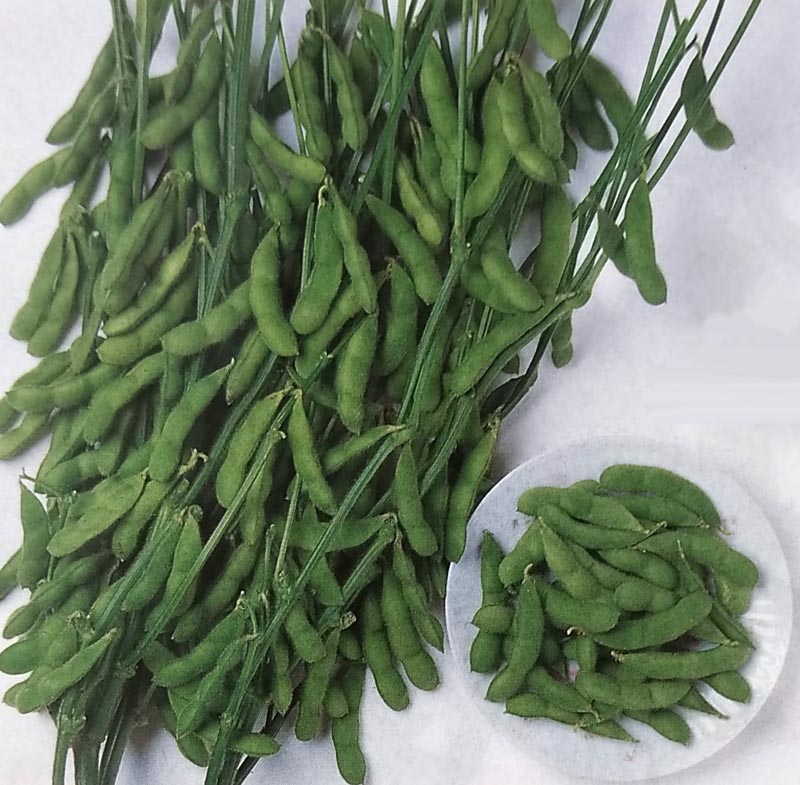 楽天市場】枝豆 【早生えだまめ（白鳥）】 お徳用 種・小袋 （120粒